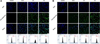 Dual functionalized hyaluronic acid micelles loading paclitaxel for the therapy of breast cancer